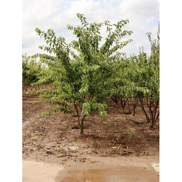 Tokyokörsbär - Prunus yedoensis 250-300 MS